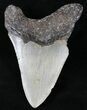 Bargain Megalodon Tooth - North Carolina #21706-2